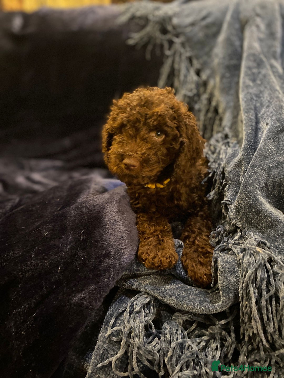 Cockapoo dogs for sale: Chocolate Cockapoo Puppies for Sale - Image 1