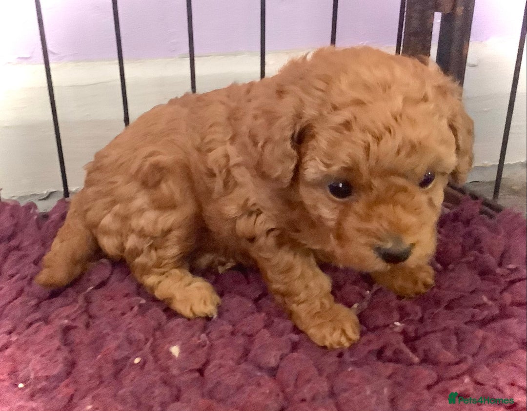 Toy Poodle dogs for sale: Asian Toy Poodle Puppies - Image 3