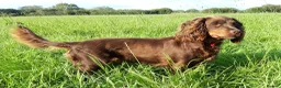 Cocker Spaniel dogs for sale: Stunning KC Reg Working Cocker Spaniel puppies in Leek - Advert 3