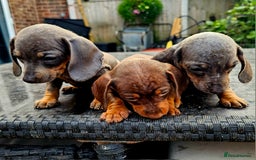Miniature Poodle dogs for sale: PRA CLEAR MIN DACHSHUNDS  - Image 1