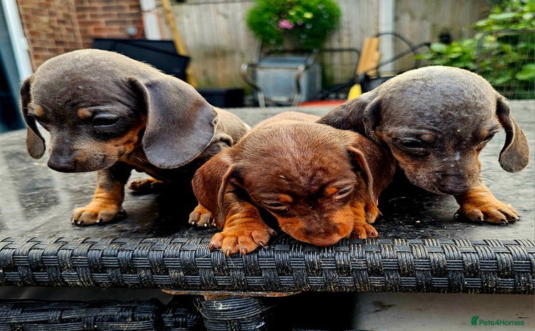 Miniature Poodle dogs - Advert 1