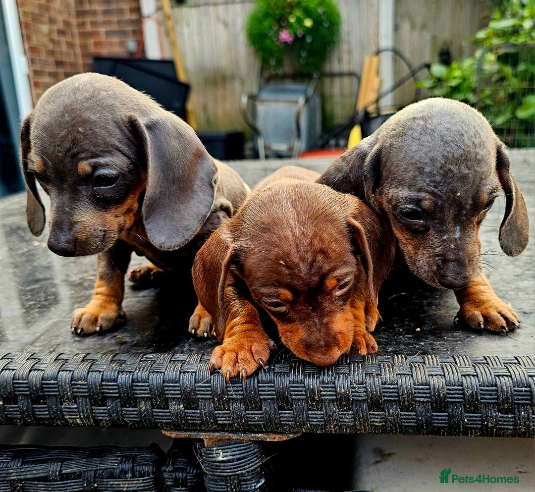 Miniature Poodle dogs for sale: PRA CLEAR MIN DACHSHUNDS  - Image 1