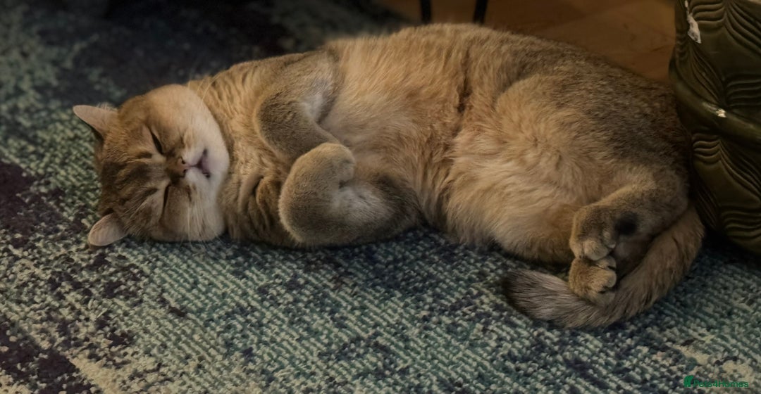 British Shorthair cats for sale: Two life long partners need their forever home - Image 6