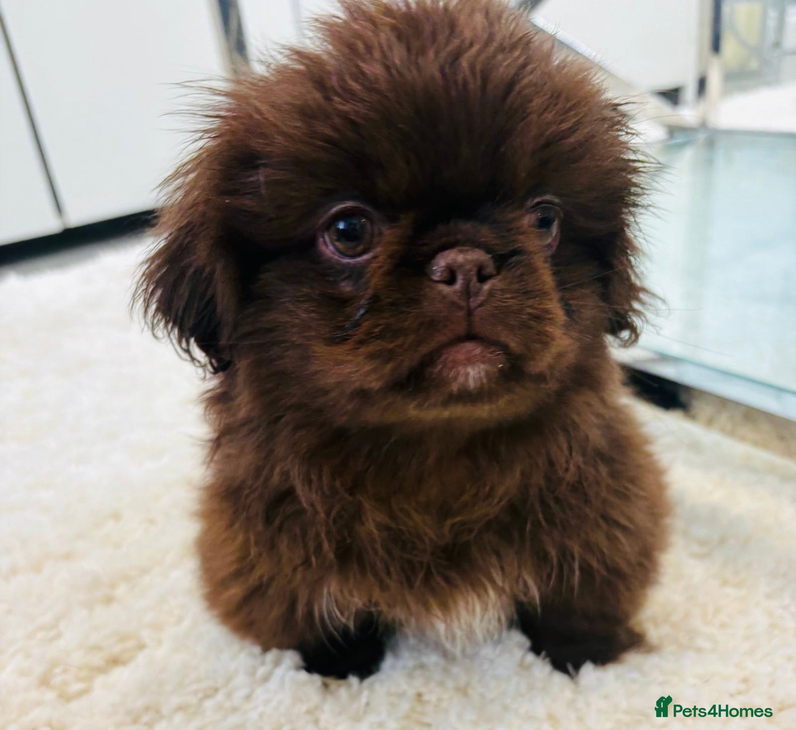 Pekingese dogs Pekingese Puppies - Advert 6