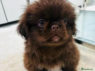 Pekingese dogs Pekingese Puppies - Advert 6