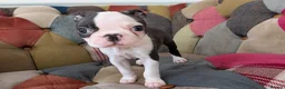 Boston Terrier dogs for sale: 1 BOY LEFT: Adorable KC Boston Puppies  - Advert 3