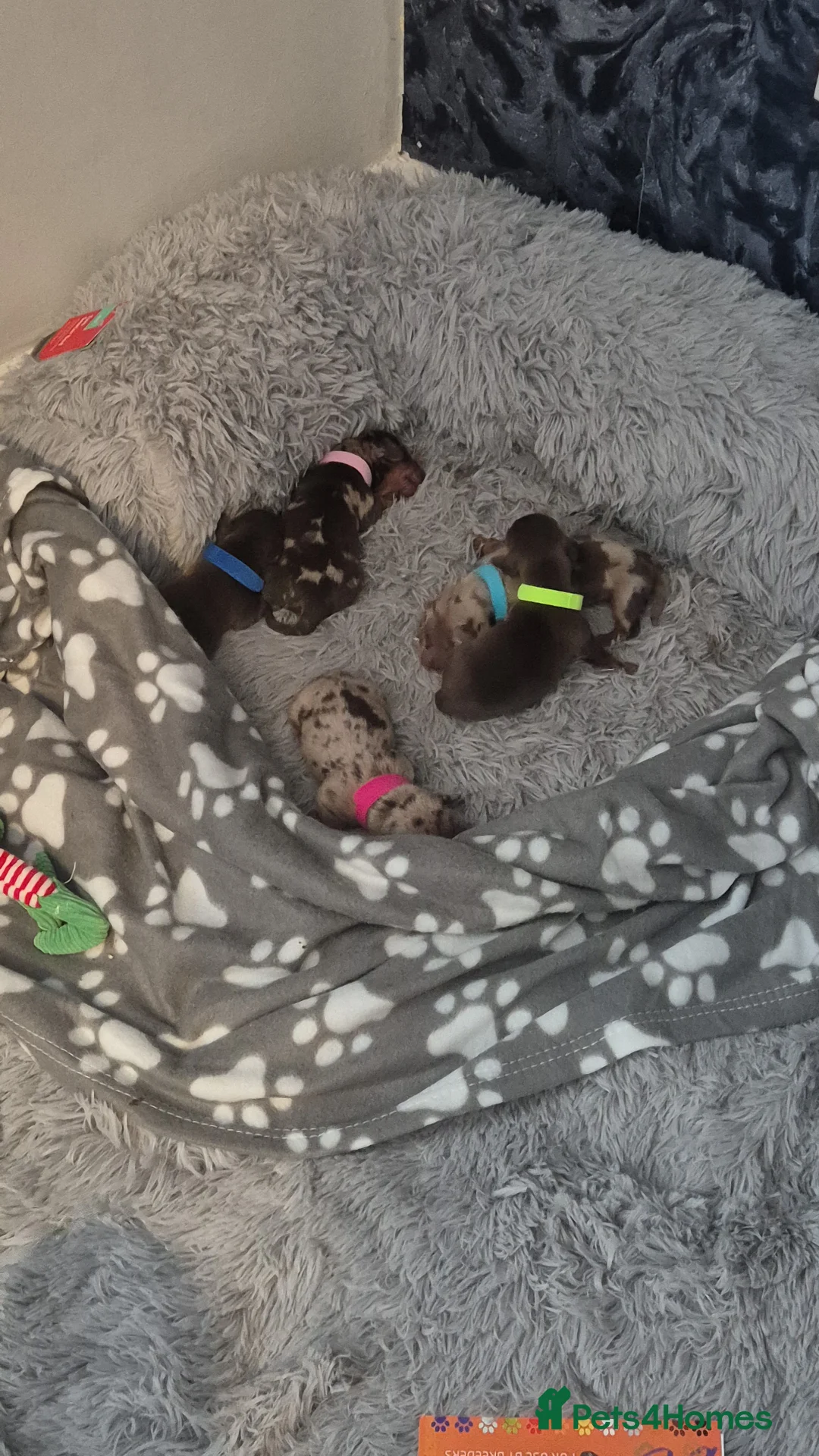 Miniature Dachshund dogs for sale: Miniature dachshund  - Advert 10