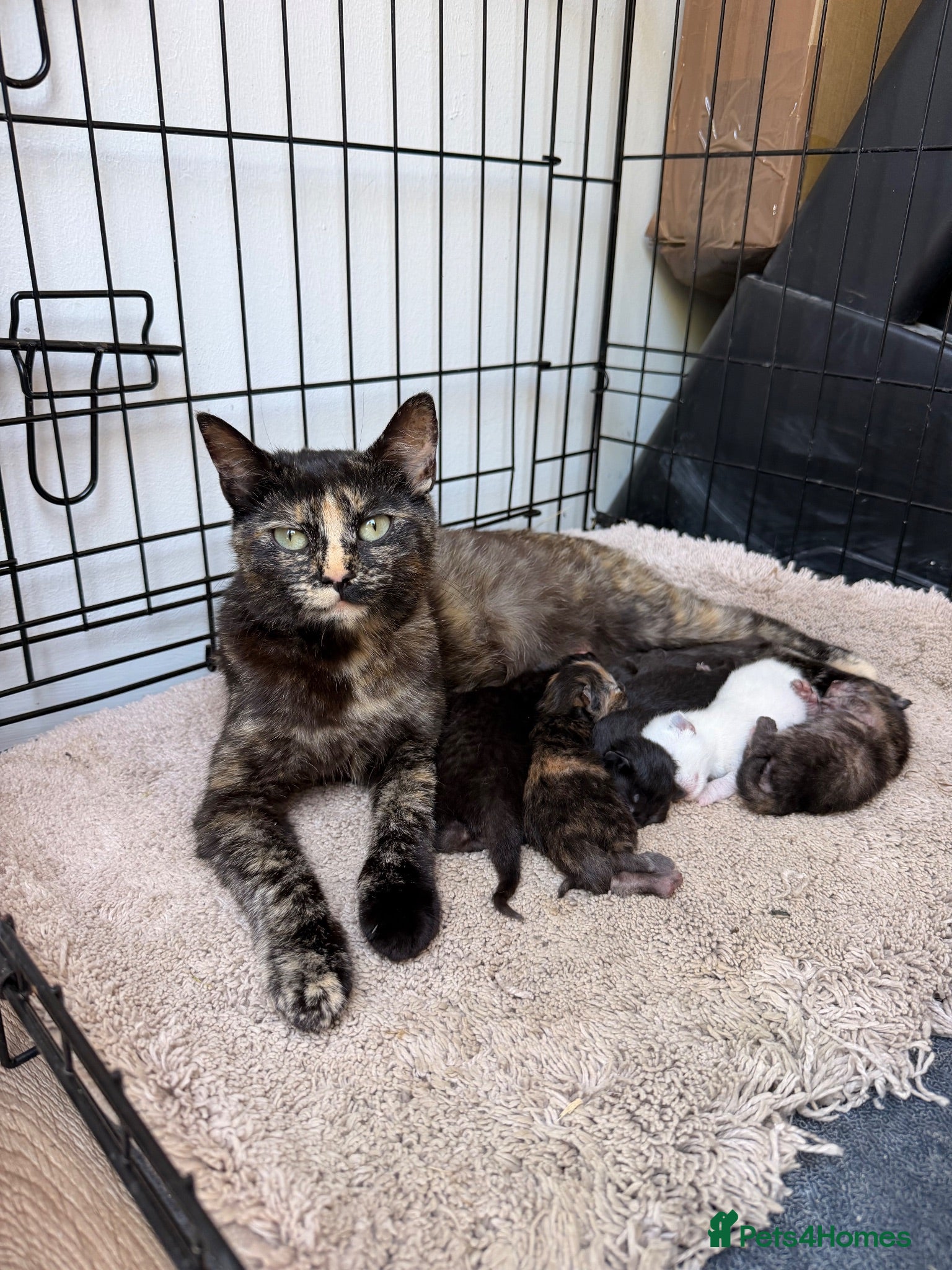Mixed Breed cats Ragdoll X British short hair kittens - Advert 1