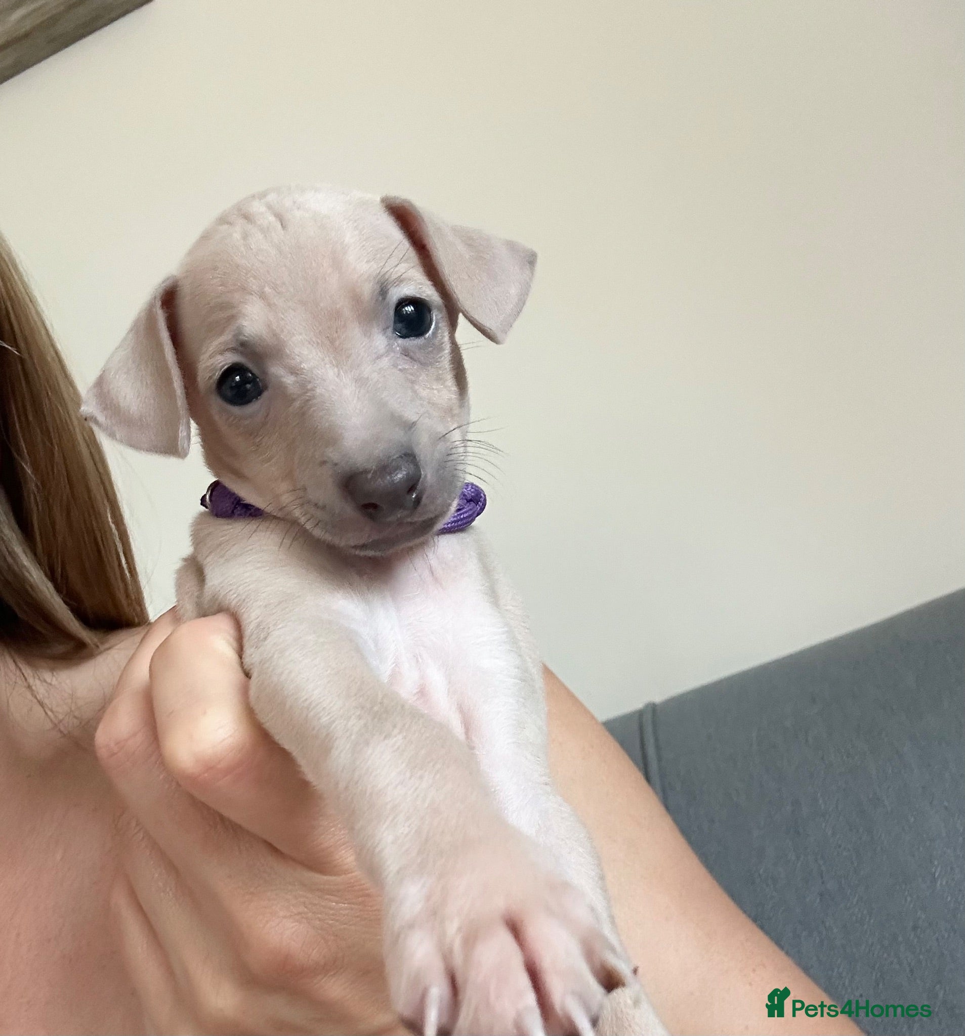 Italian Greyhound dogs Health tested KC reg Italian Greyhound Puppies  - Advert 7