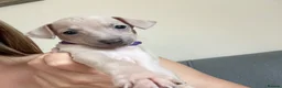 Italian Greyhound dogs for sale: Health tested KC reg Italian Greyhound Puppies  - Advert 1