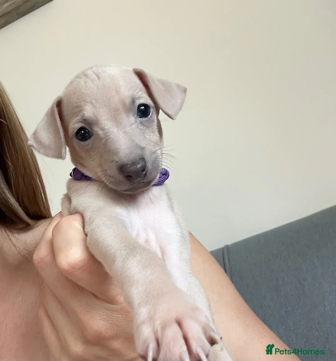 Italian Greyhound dogs for sale: Health tested KC reg Italian Greyhound Puppies  - Advert 1