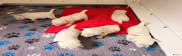West Highland Terrier dogs for sale: West Highland White Terrier Pups - Advert 7