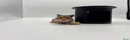 Hamster rodents for sale: Pedigree Syrian hamster pups  - Advert 18