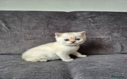 British Shorthair cats for sale: TICA Blue/gold/silver colourpoint - Image 11