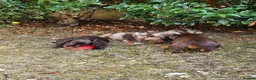Cocker Spaniel dogs for sale: Working cocker spaniels  - Advert 7