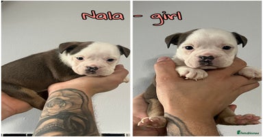 Olde English Bulldogge dogs - Advert 13