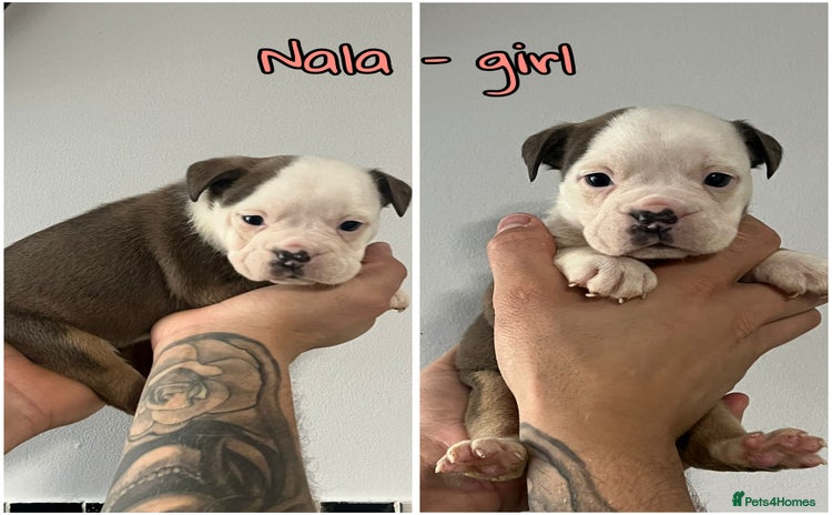 Olde English Bulldogge dogs - Advert 2