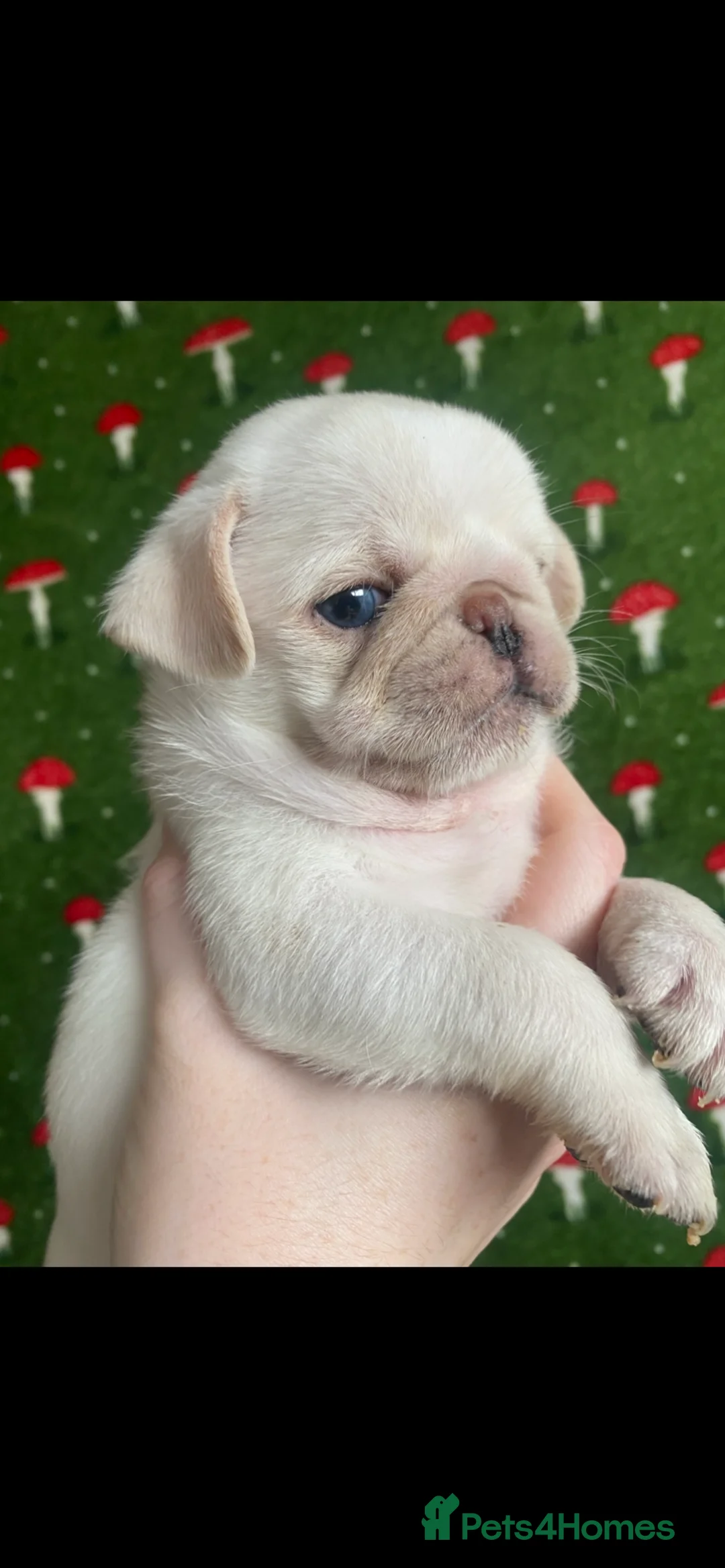 Pug dogs for sale: Beautiful pugs for sale  - Advert 7