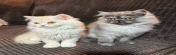 Persian cats for sale: 2 gorgeous cuddly Persian baby boys💙 - Advert 2