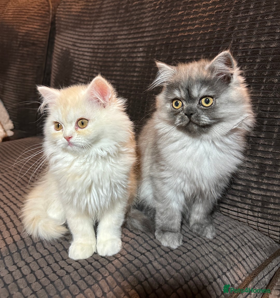 Persian cats for sale: 2 gorgeous cuddly Persian baby boys💙 - Advert 2