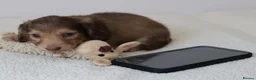 Miniature Dachshund dogs for sale: 5*Licensed+CREAM+LONGHAIR+Kc+PRACLEAR+VetChecked - Advert 4