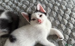 Mixed Breed cats for sale: Kittens for sale  - Image 4
