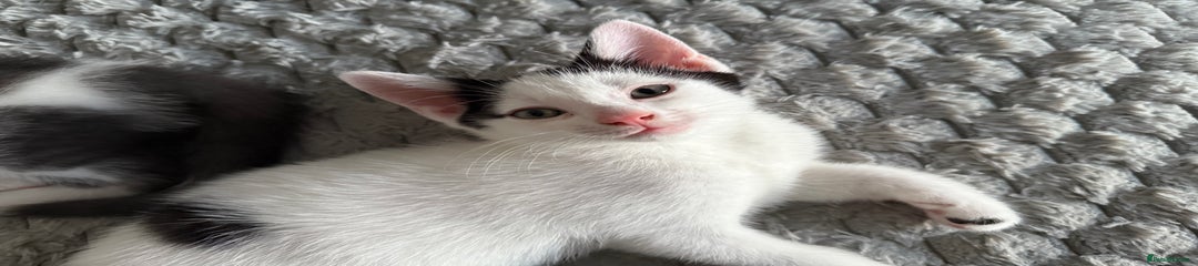 Mixed Breed Kitten 2
