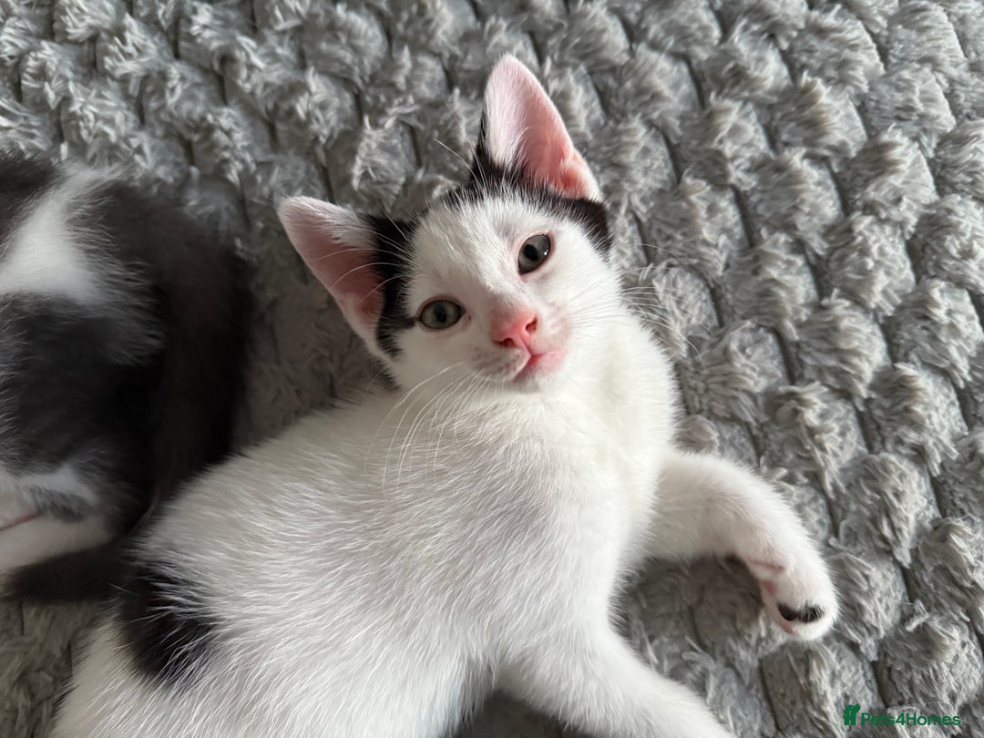 Mixed Breed cats for sale: Kittens for sale  - Image 4