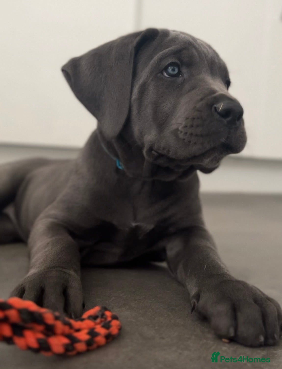 Cane Corso dogs Exceptional Full Pedigree Cane Corso Puppies - Advert 15
