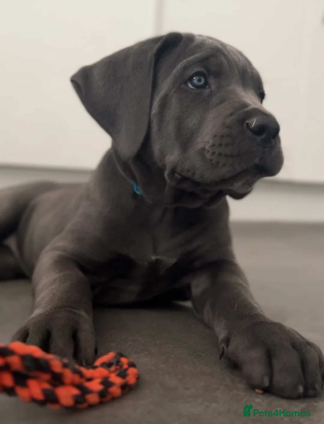 Cane Corso dogs for sale: Exceptional Full Pedigree Cane Corso Puppies - Advert 1