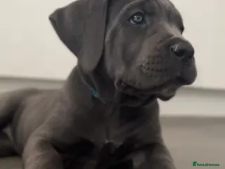 Cane Corso dogs Cane Corso Puppies | Blue & Formentino Girls - Advert 1