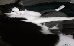 British Shorthair cats for sale: Kittens for homing  - Image 5