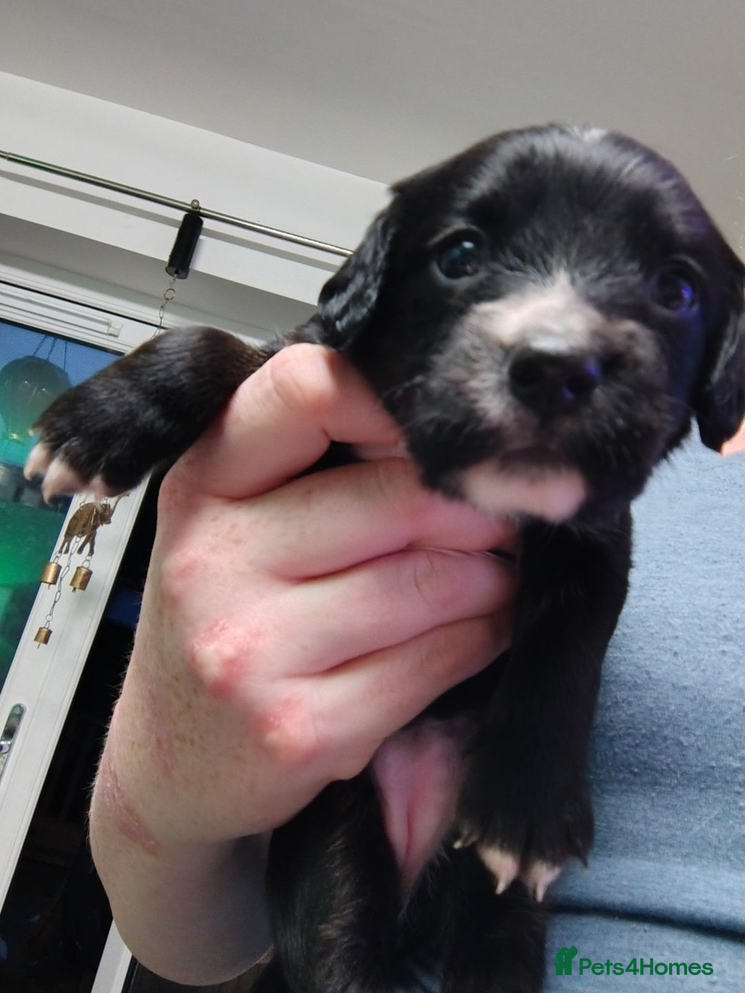 Mixed Breed dogs for sale: READY!! Sprocker jack pups + free bag in Hereford - Image 12