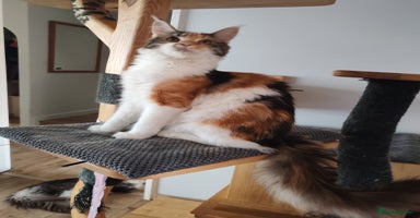 Maine Coon cats - Advert 12
