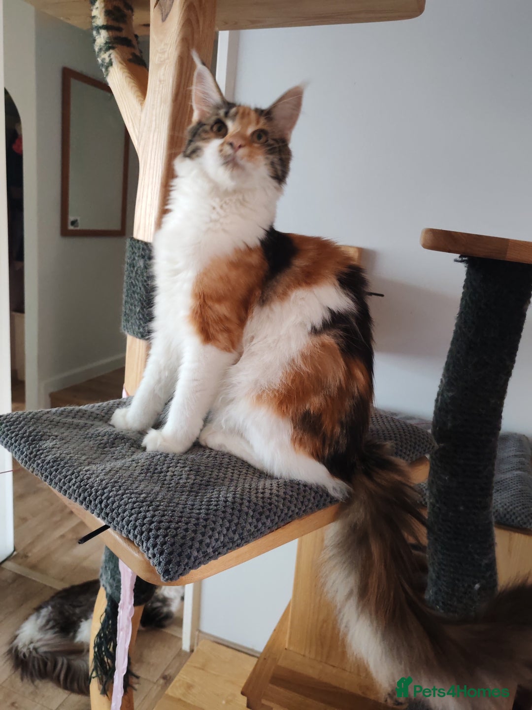 Maine Coon cats for sale: Last female  - Image 2