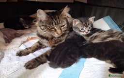 Mixed Breed cats for sale: Kitten for sale. A beautiful girl! - Advert 22