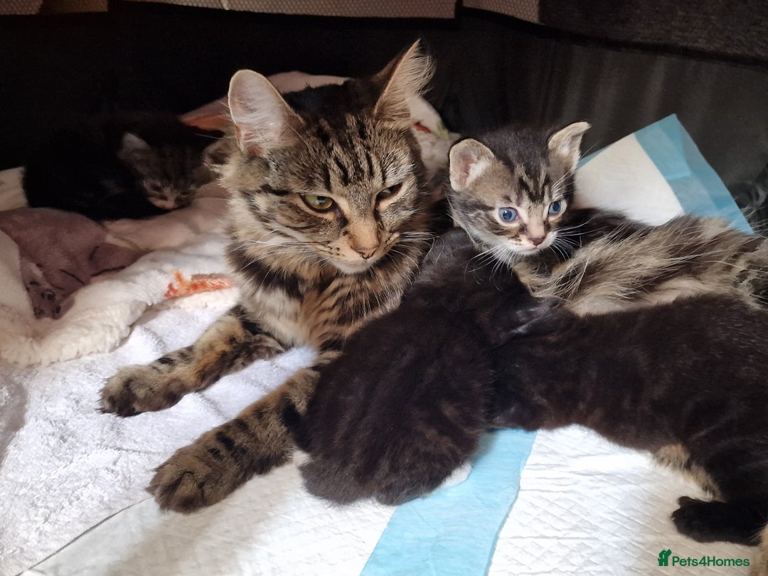 Mixed Breed cats for sale: Kitten for sale. A beautiful girl! - Advert 22