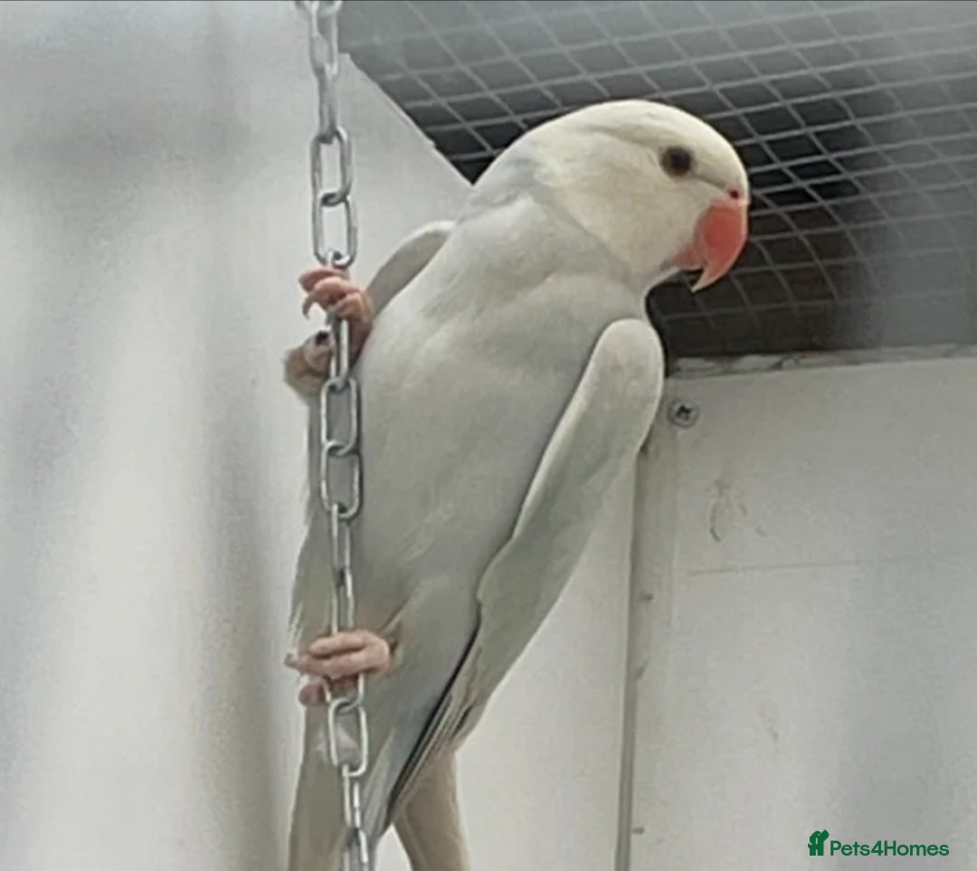 Ringnecks birds for sale: Ringneck in Witham - Advert 3