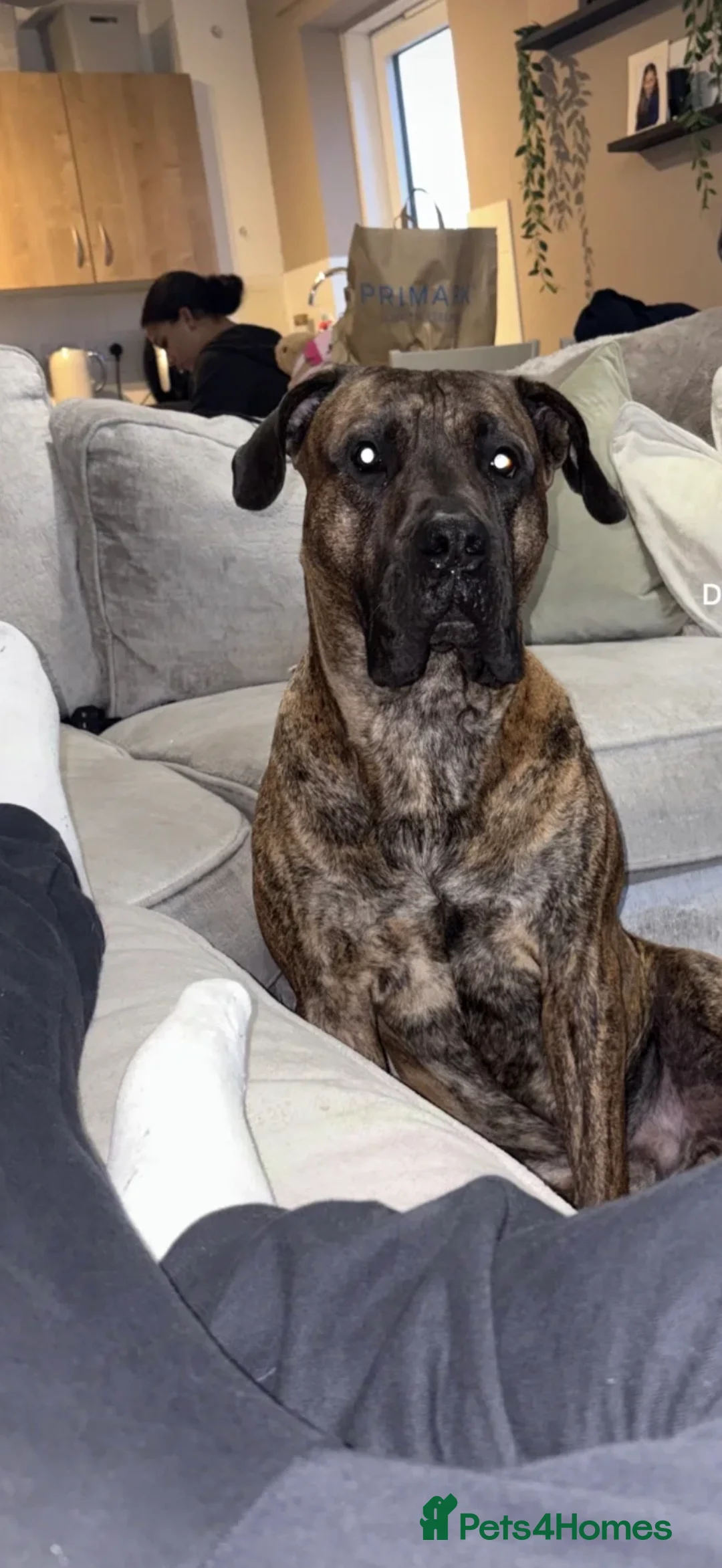 Mixed Breed dogs for sale: For sale - Advert 2