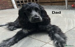 Cocker Spaniel dogs for sale: Show type Cocker spaniel puppies blue roan - Image 15