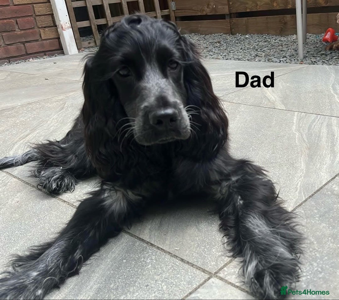 Cocker Spaniel dogs for sale: Show type Cocker spaniel puppies blue roan - Image 15