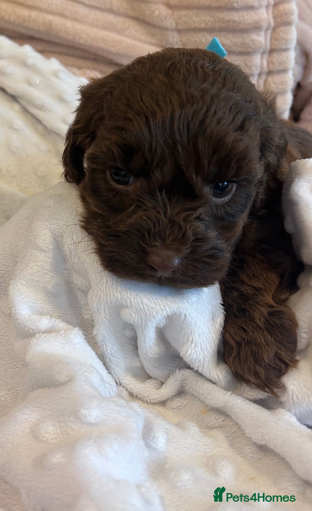 Cockapoo dogs for sale: Cockapoo puppies  - Advert 5