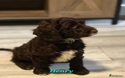 Mixed Breed dogs for sale: My last beautiful F1B Irish cockapoo puppy - Image 11