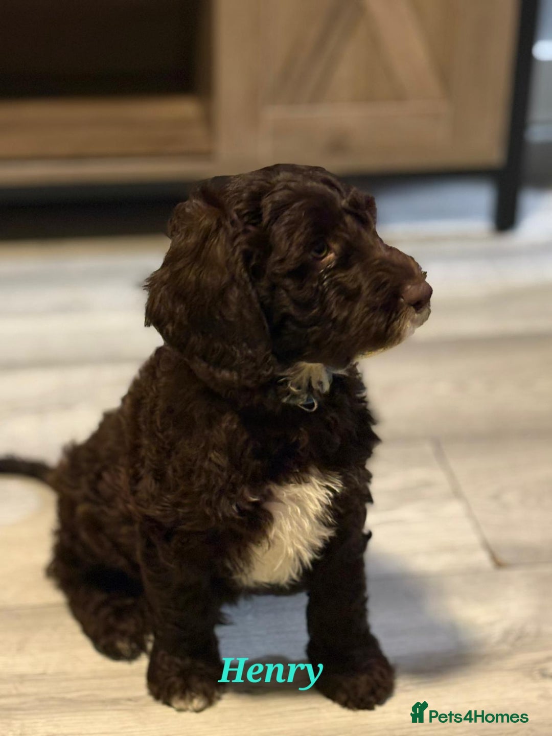 Mixed Breed dogs for sale: My last beautiful F1B Irish cockapoo puppy - Image 11
