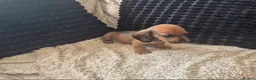 Dachshund dogs for sale: Kc dachshund puppies! - Advert 8