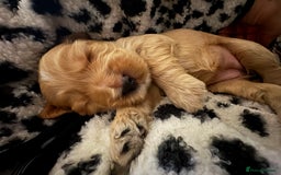 Cocker Spaniel dogs for sale: Show cocker spaniel pups ready 4th November  - Image 23