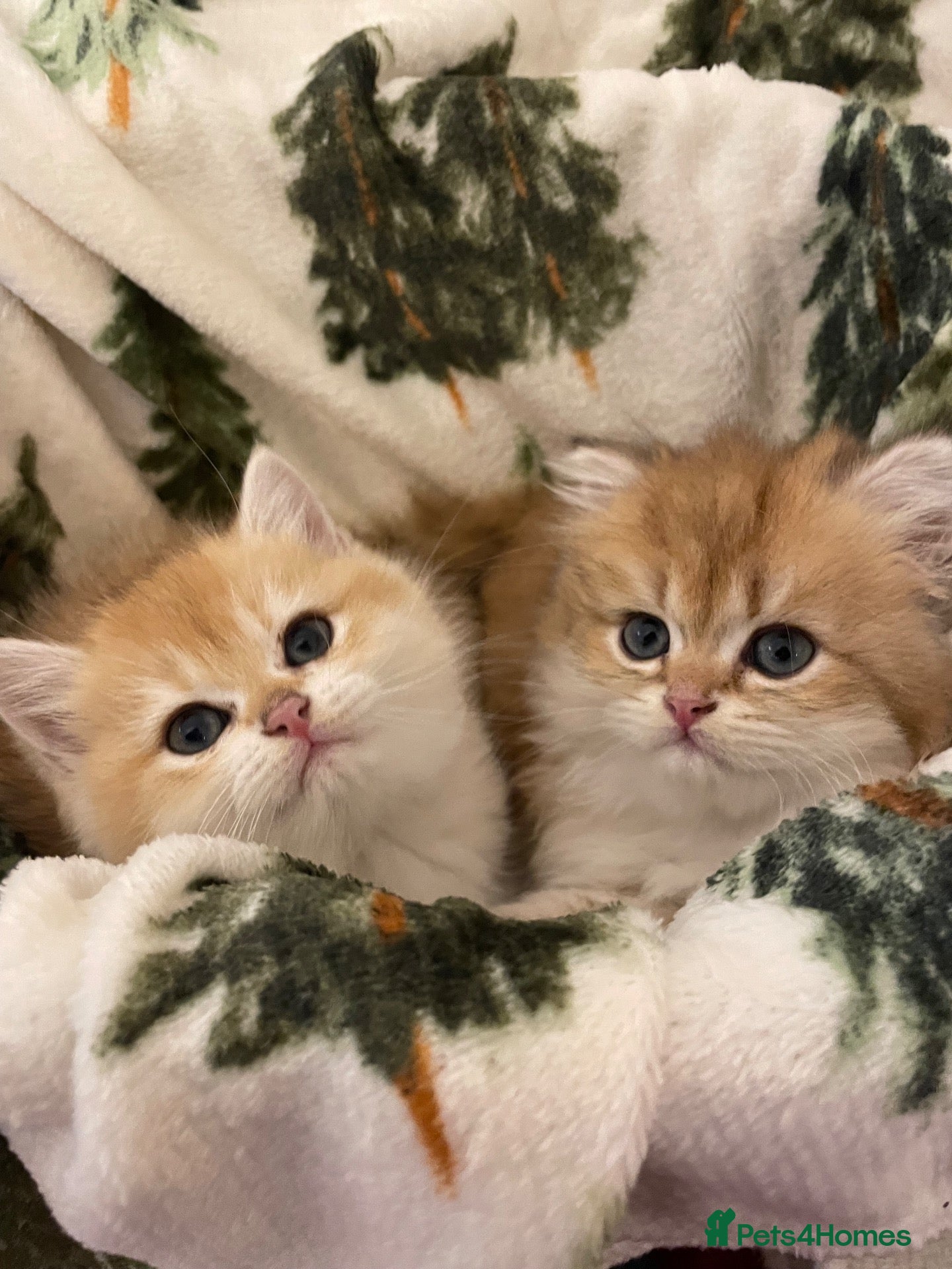 British Shorthair cats for sale: Beautiful BLH BOY left  - Advert 1