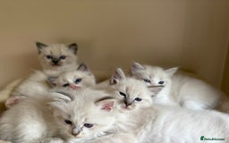 Ragdoll cats for sale: 5 beautiful GCCF Ragdoll kittens - Image 26