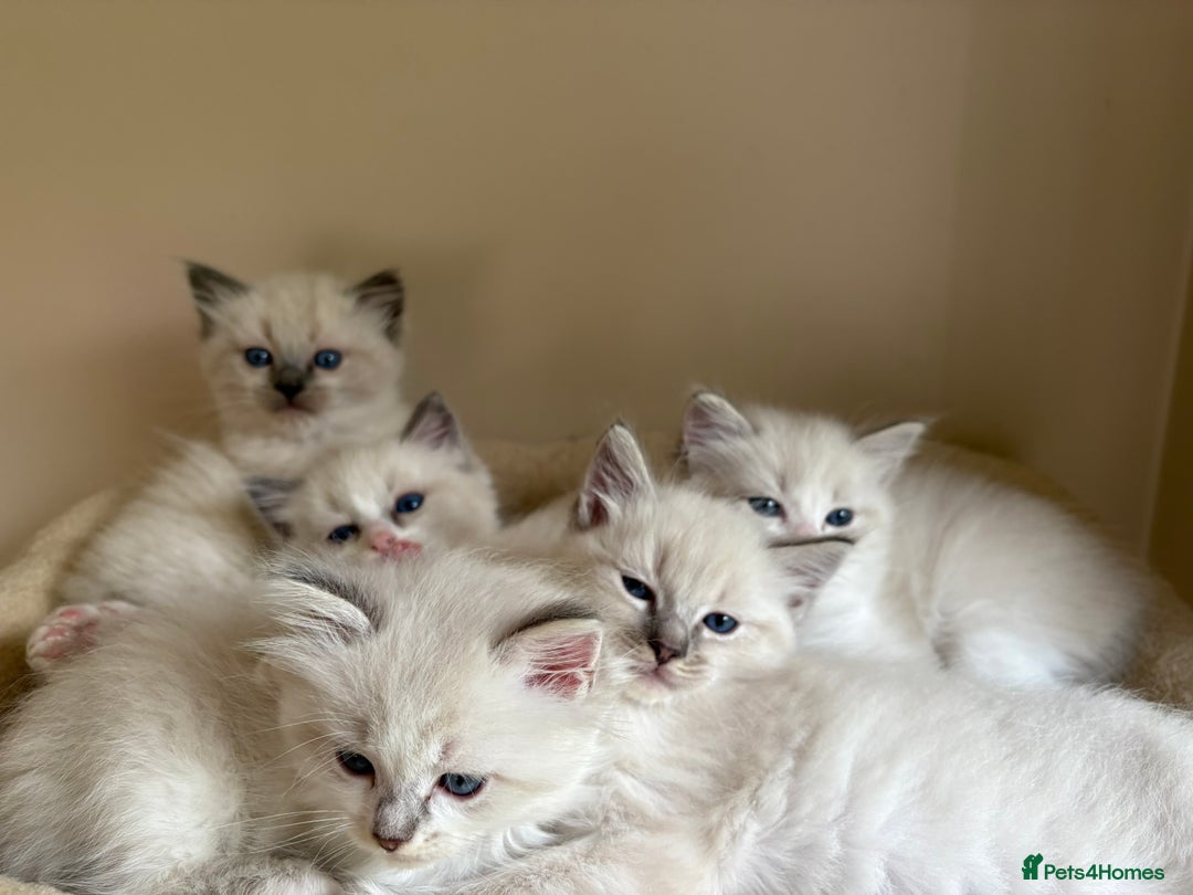Ragdoll cats for sale: 5 beautiful GCCF Ragdoll kittens - Image 26