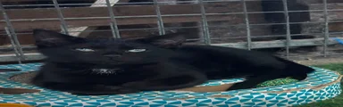 Black magic 